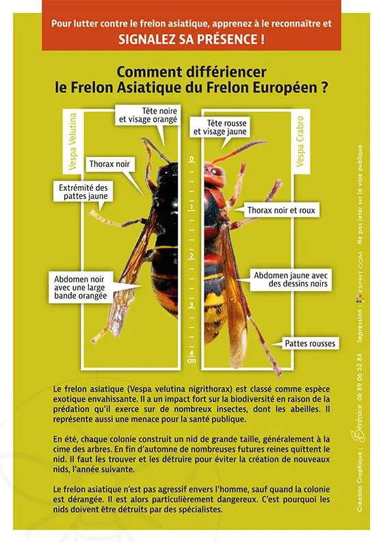 Frelon asiatique vs européen