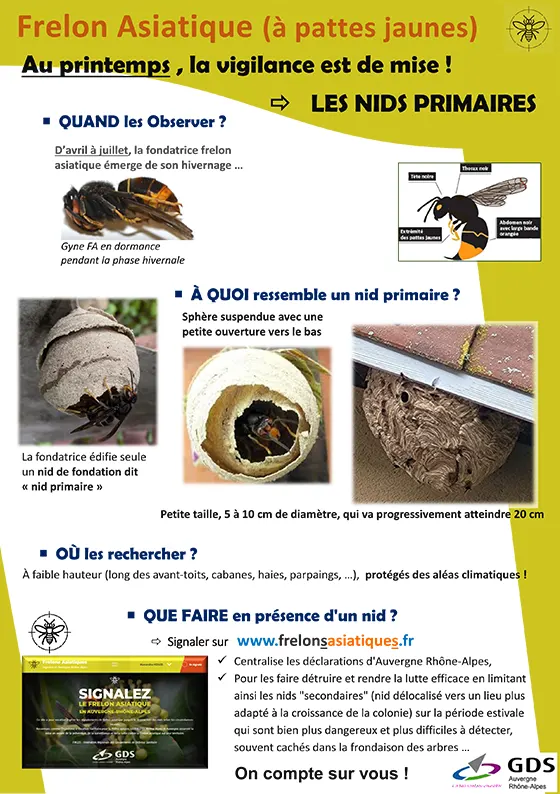 Nids primaires frelon asiatique