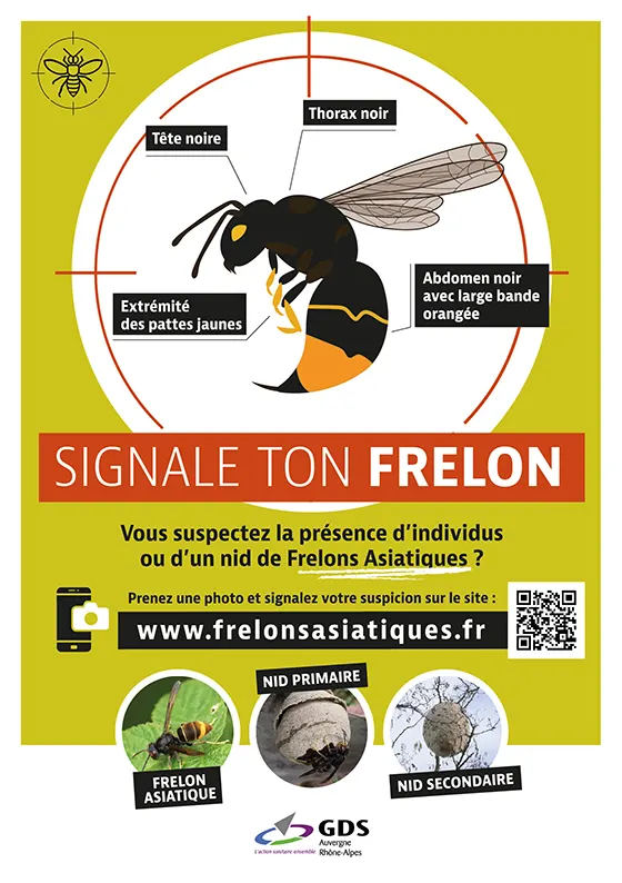 Signale ton frelon